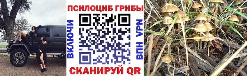 цены наркотик  Кингисепп  Псилоцибиновые грибы Magic Shrooms 